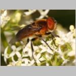 Phasia hemiptera - Raupenfliege w08.jpg